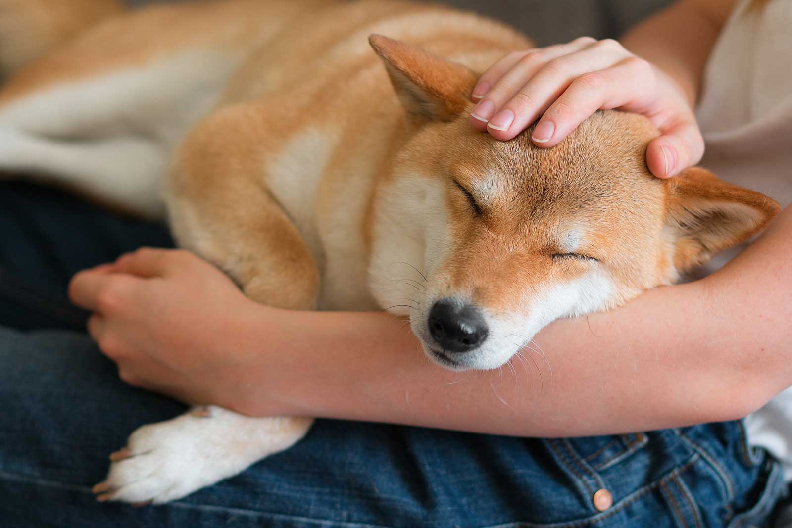 A woman petting a cute red dog Shiba inu, sleeping on her lap. Close-up. Trust, calm, care, friendship, love concept.