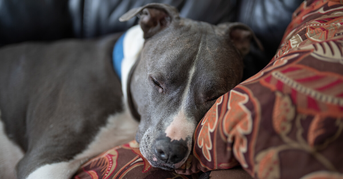 old pitbull dog is sleeping on your couch