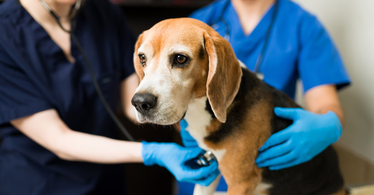 Close up of a beautiful beagle dog at the veterinarian. Caucasian and hispanic professional vet with gloves checking the health of a cute dog at the pet clinic