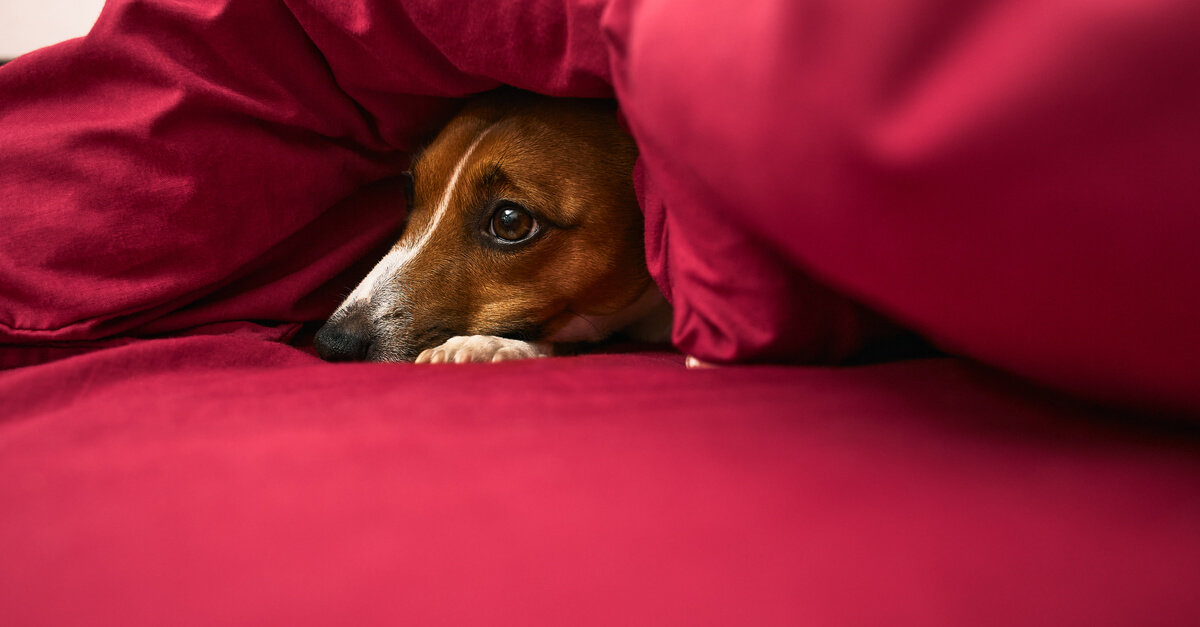 a dog with a sad look hid under a red blanket, a sick dog, Jack Russell Terrier