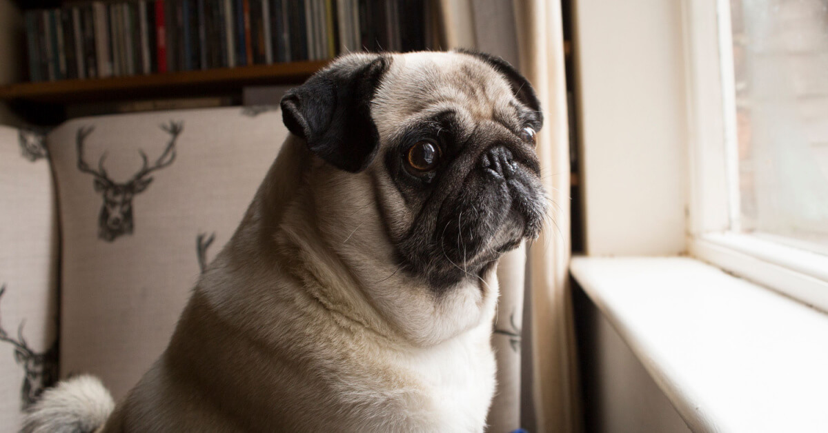 Pug dog looking out window. Pet home alone waiting for owner, separation anxiety, lonely