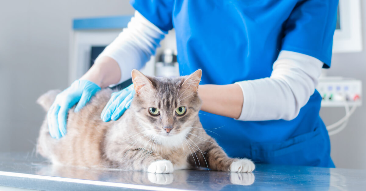 Image of a vet in a surgical suit examining a cat in the clinic.